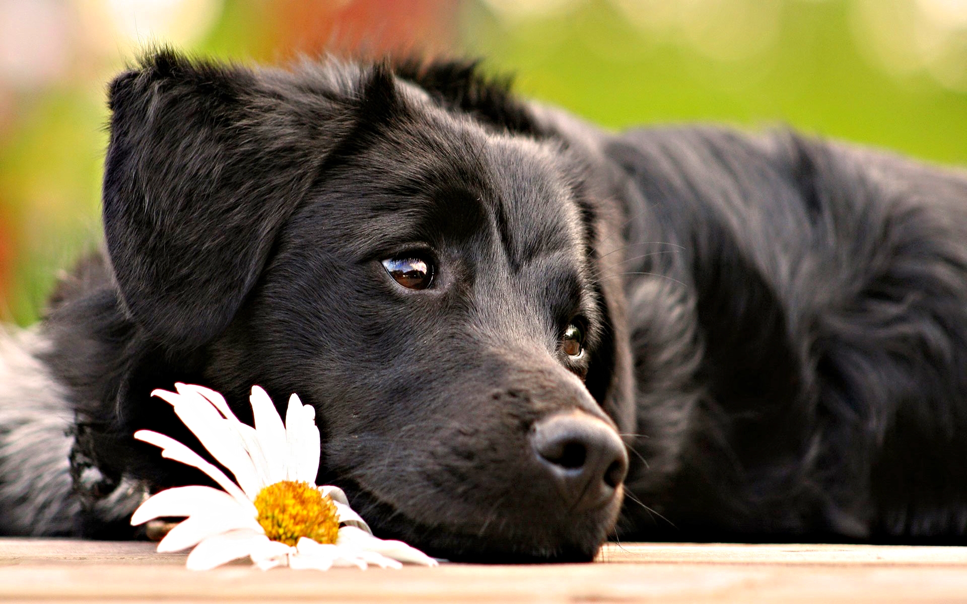 ./Pet_a_dog.jpeg